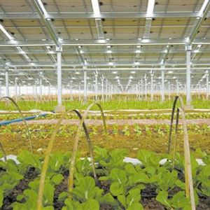 Photovoltaic agriculture