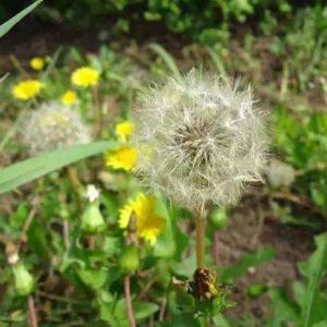 Dandelion