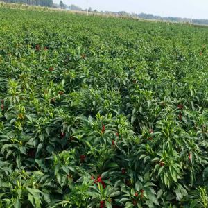 Pepper and pepper leaves