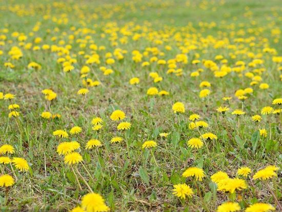 Dandelion flower1.png