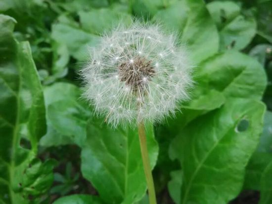 Dandelion4.jpg